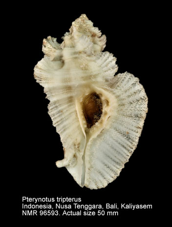 Pterynotus tripterus (4).jpg - Pterynotus tripterus (Born,1778)